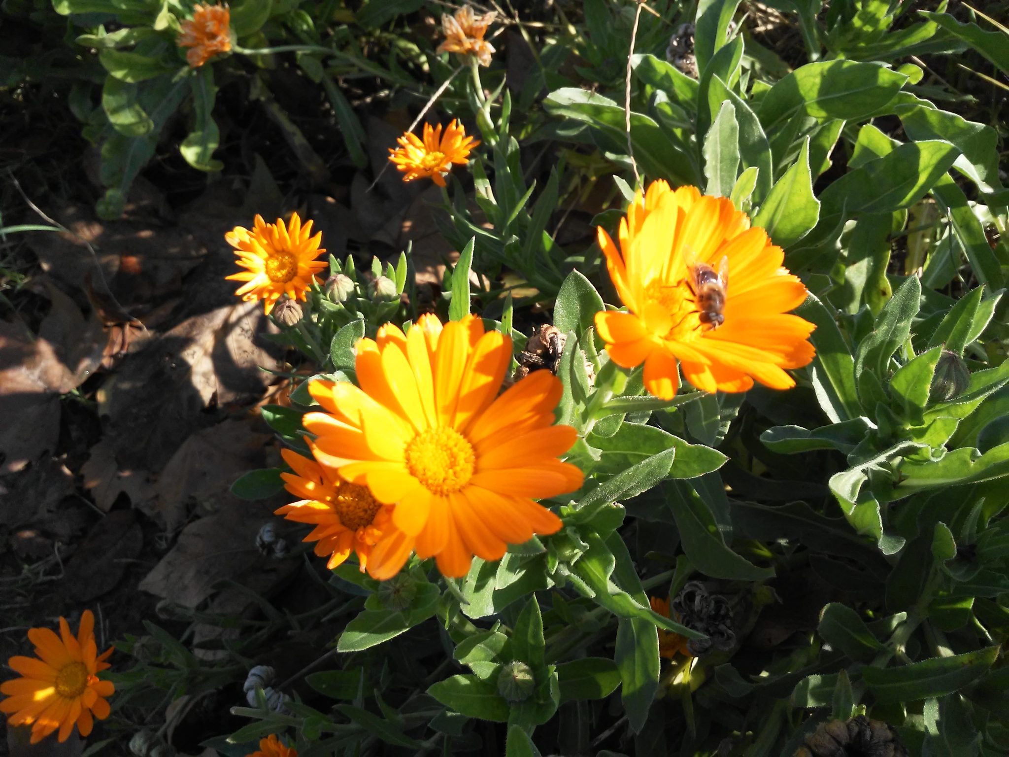 productes calendula