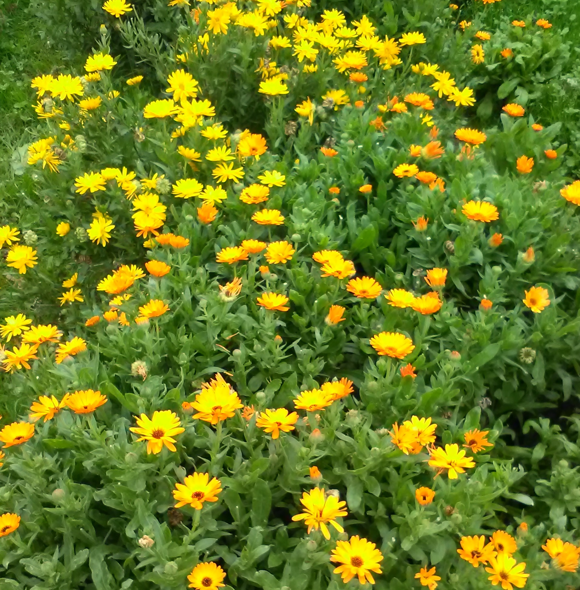 Oli de Calendula